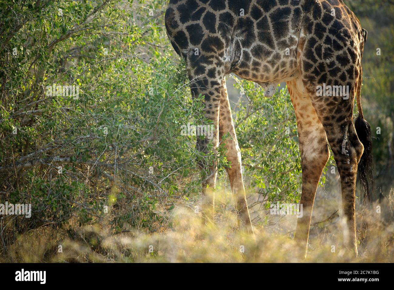 Giraffe, Giraffa camelopardalis, im Kruger Nationalpark, Südafrika die Giraffe ist ein afrikanisches, gleichgezogenes Huftier-Säugetier, das höchste lebende Landtier und das größte Wiederkäuer, Stockfoto