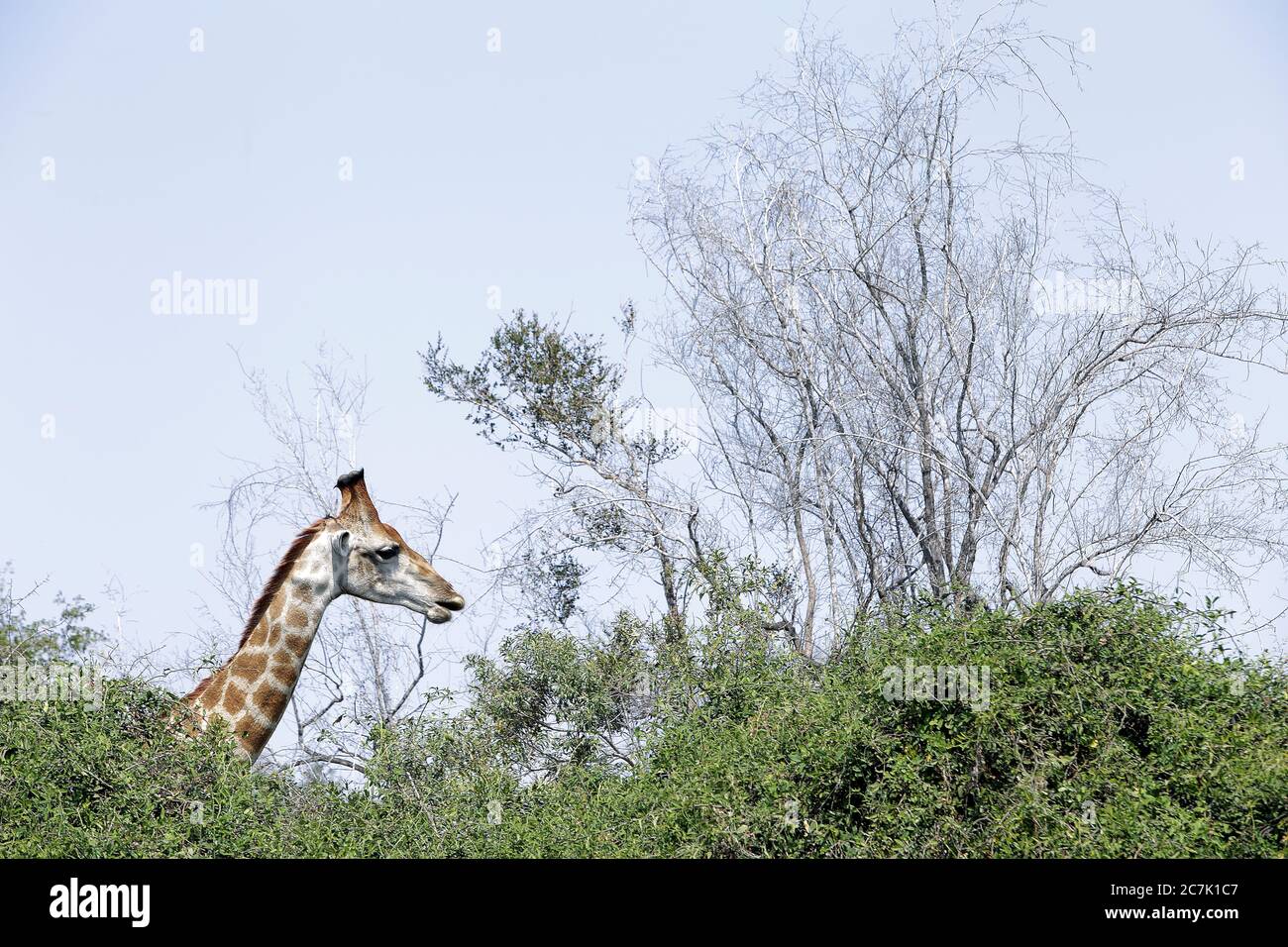 Giraffe, Giraffa camelopardalis, im Kruger Nationalpark, Südafrika die Giraffe ist ein afrikanisches, gleichgezogenes Huftier-Säugetier, das höchste lebende Landtier und das größte Wiederkäuer, Stockfoto