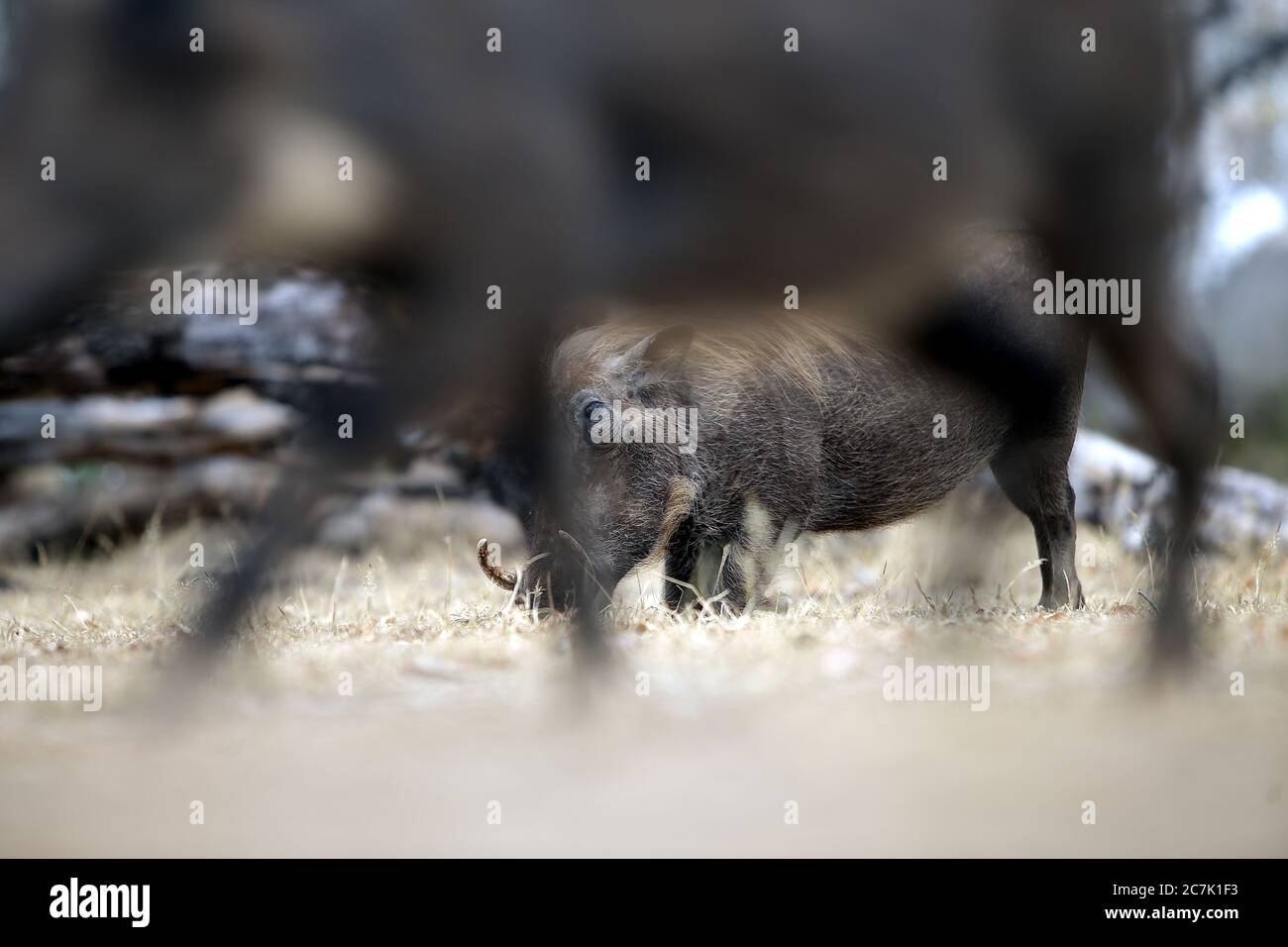 Südafrika, Zwergwarzenschwein (phacochoerus africanus) im Krüger Nationalpark Stockfoto