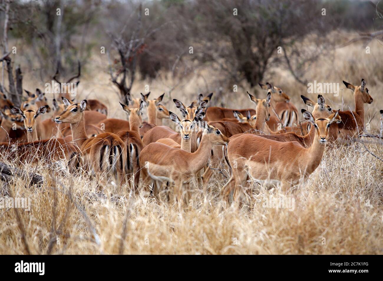 Impalas im Krüger Nationalpark, Südafrika, ist die Impala (Aepyceros melampus) eine mittelgroße, anmutige Antilope mit langem Hals und langen Beinen, sie sind nicht eng mit anderen Antilopenarten verwandt, sie sind entlang der östlichen bis südöstlichen Regionen Afrikas zu finden, manchmal in großer Zahl, Ihre Lebensräume sind Wald- und Grünlandränder innerhalb weniger Kilometer von Wasser, in Anwesenheit sind Redbilled Oxpeckers (Buphagus erythrorhynchus), Stockfoto