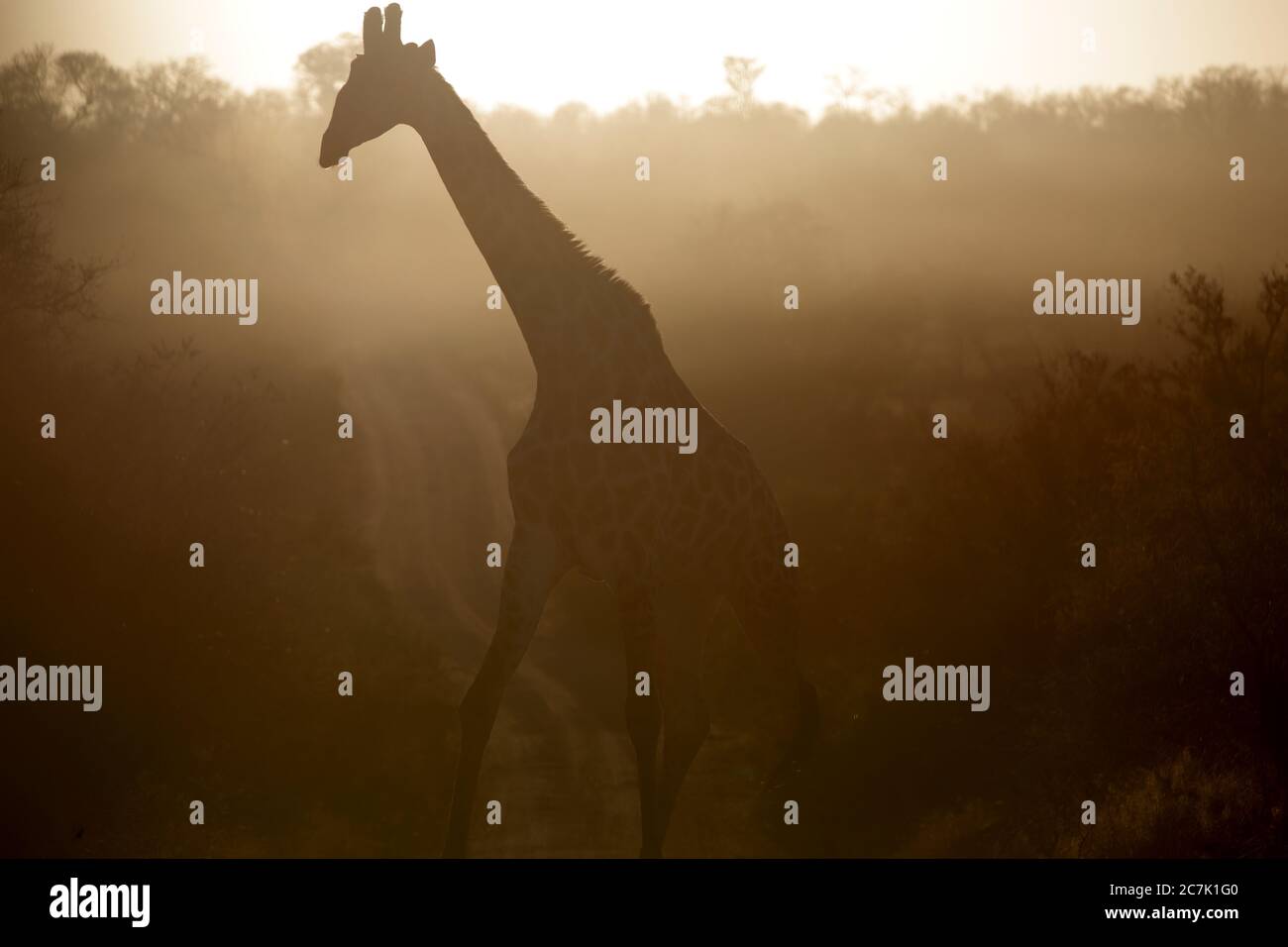 Giraffe, Giraffa camelopardalis, im Krüger National Park, Südafrika, ist die Giraffe ein afrikanisches, gleichgezogenes Huftier-Säugetier, das höchste lebende Landtier und das größte Wiederkäuer, Stockfoto