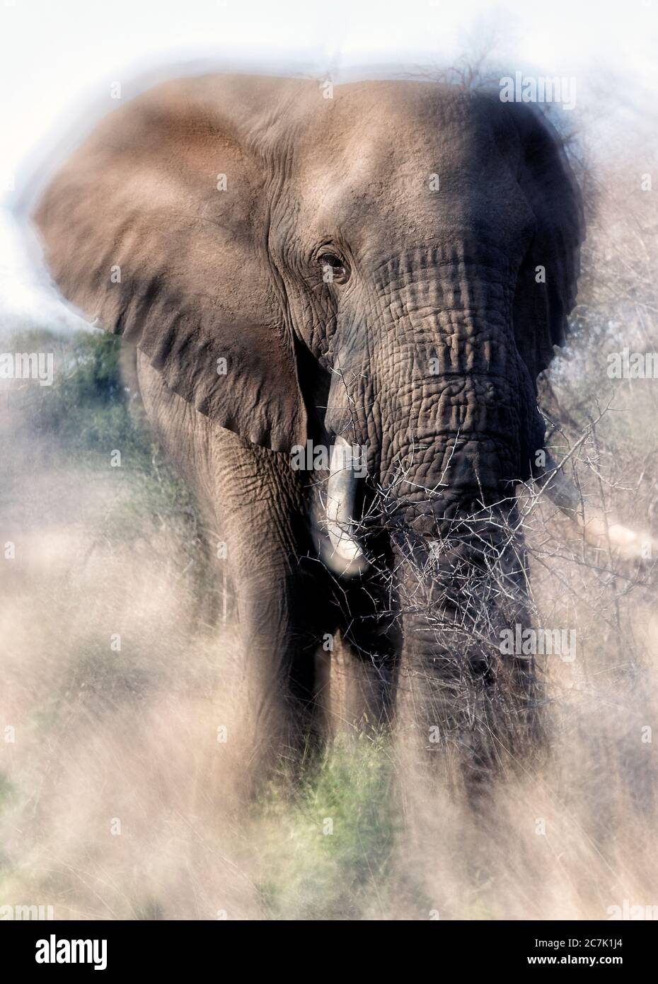 Afrikanischer Buschelefant (Loxodonta africana) im Kruger Nationalpark, Stockfoto