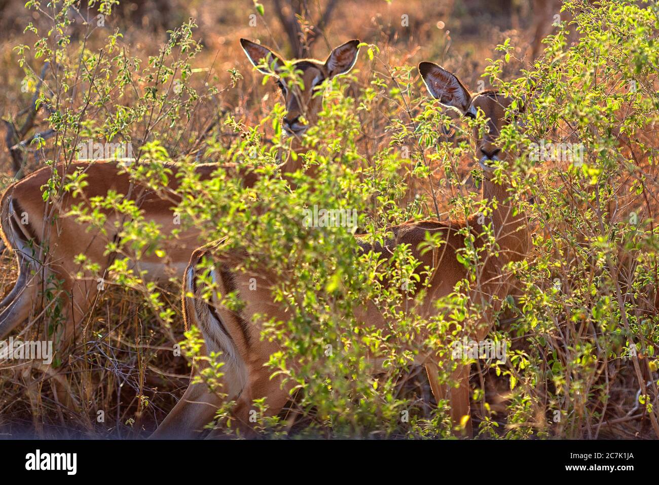 Impala kämpft. Krüger Nationalpark, Südafrika. Die Impala (Aepyceros melampus) ist eine mittelgroße, anmutige Antilope mit langem Hals und langen Beinen. Sie sind nicht eng mit anderen Antilopenarten verwandt. Sie sind entlang der östlichen bis südöstlichen Regionen Afrikas zu finden, manchmal in großer Zahl. Ihre Lebensräume sind Wald- und Grünlandränder innerhalb weniger Kilometer Wasser. In Anwesenheit sind Redenbargel Oxpeckers (Buphagus erythrorhynchus). Stockfoto