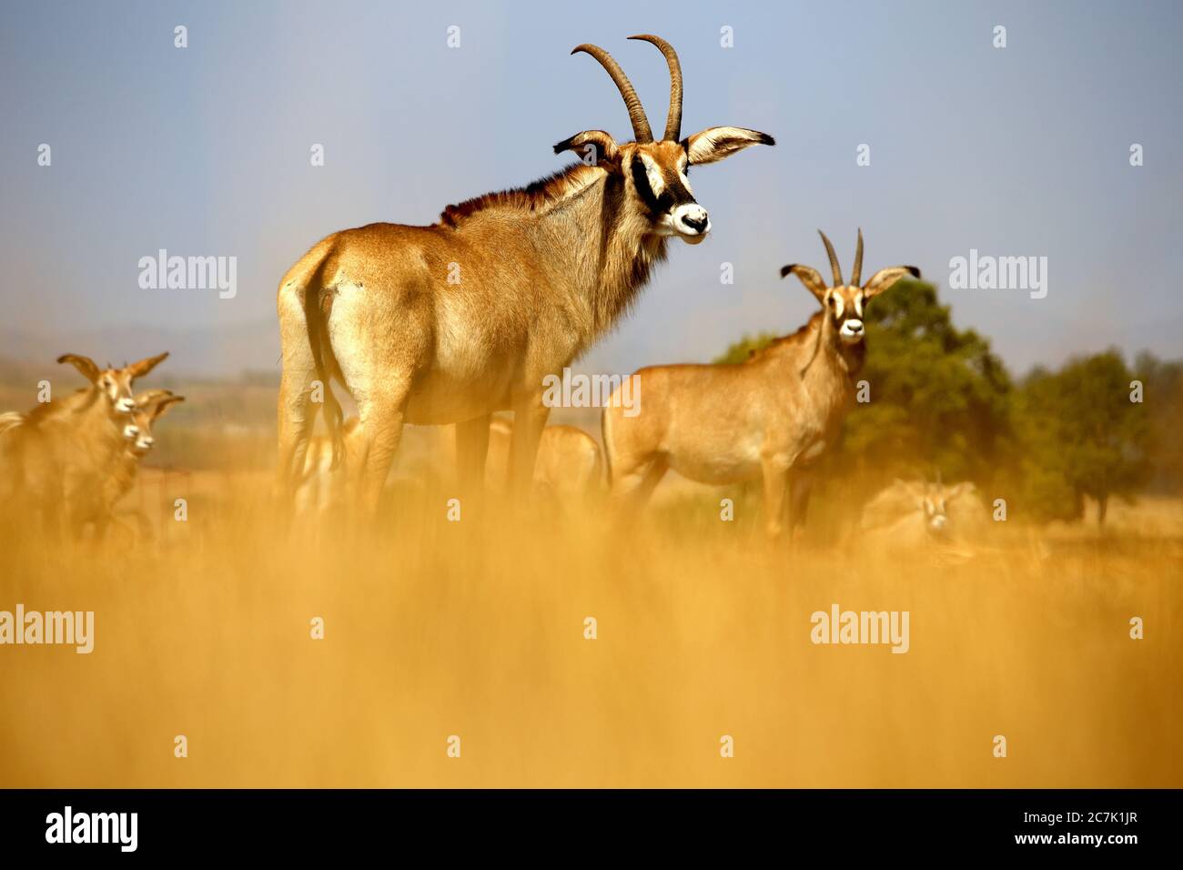 Roan, Hippotragus Spitzfuß Mlilwane Naturschutzgebiet Zucht Programm, Swasiland, Afrika Stockfoto