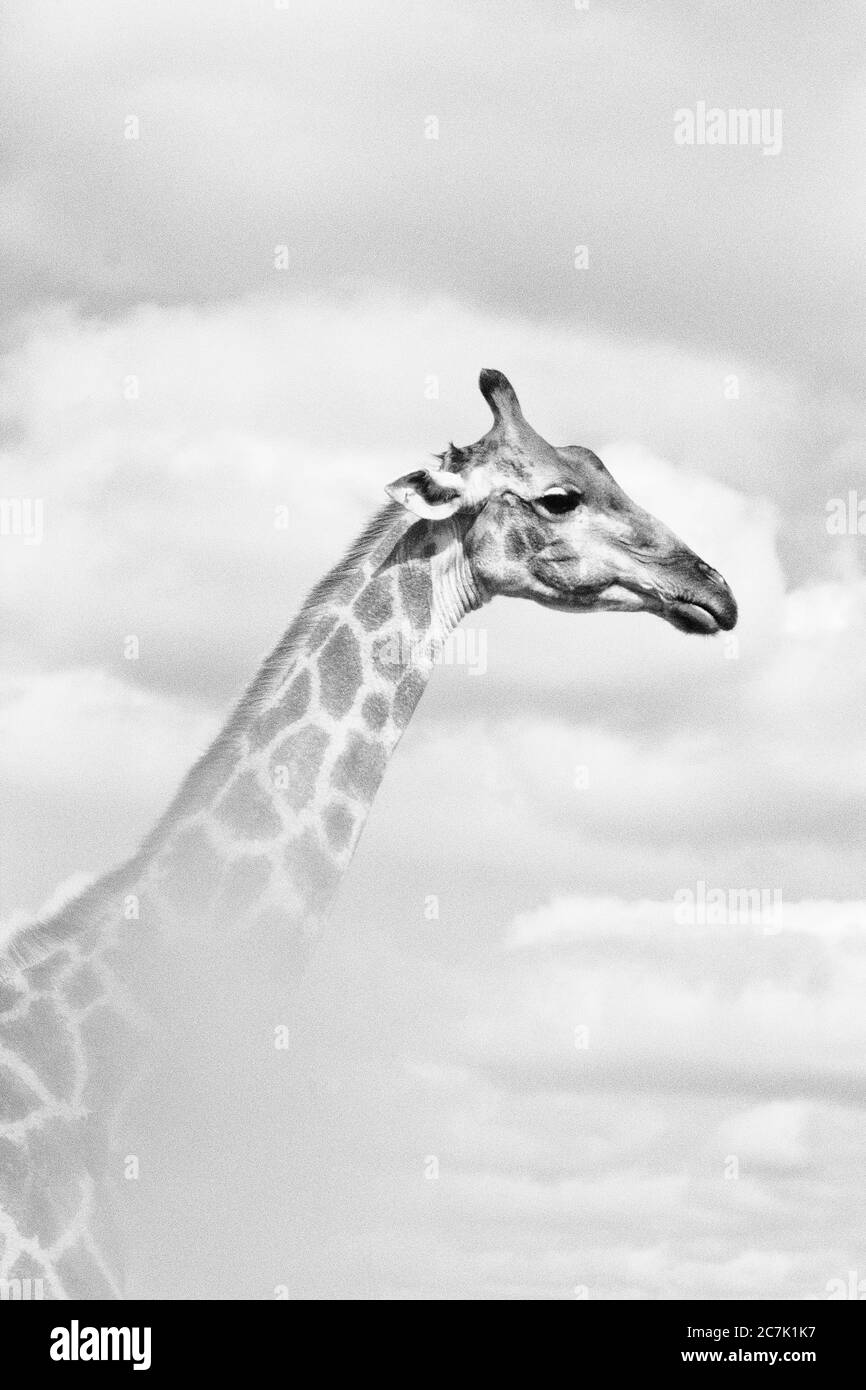 Giraffe, Giraffa camelopardalis, im Kruger National Park, Südafrika die Giraffe ist ein afrikanisches, gleichgezogenes Huftier-Säugetier, das höchste lebende Landtier und das größte Wiederkäuer. Stockfoto