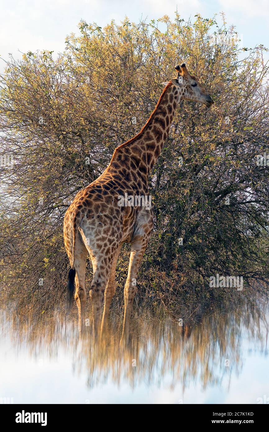 Giraffe, Giraffa camelopardalis, im Krüger National Park, Südafrika, ist die Giraffe ein afrikanisches, gleichgezogenes Huftier-Säugetier, das höchste lebende Landtier und das größte Wiederkäuer, Stockfoto