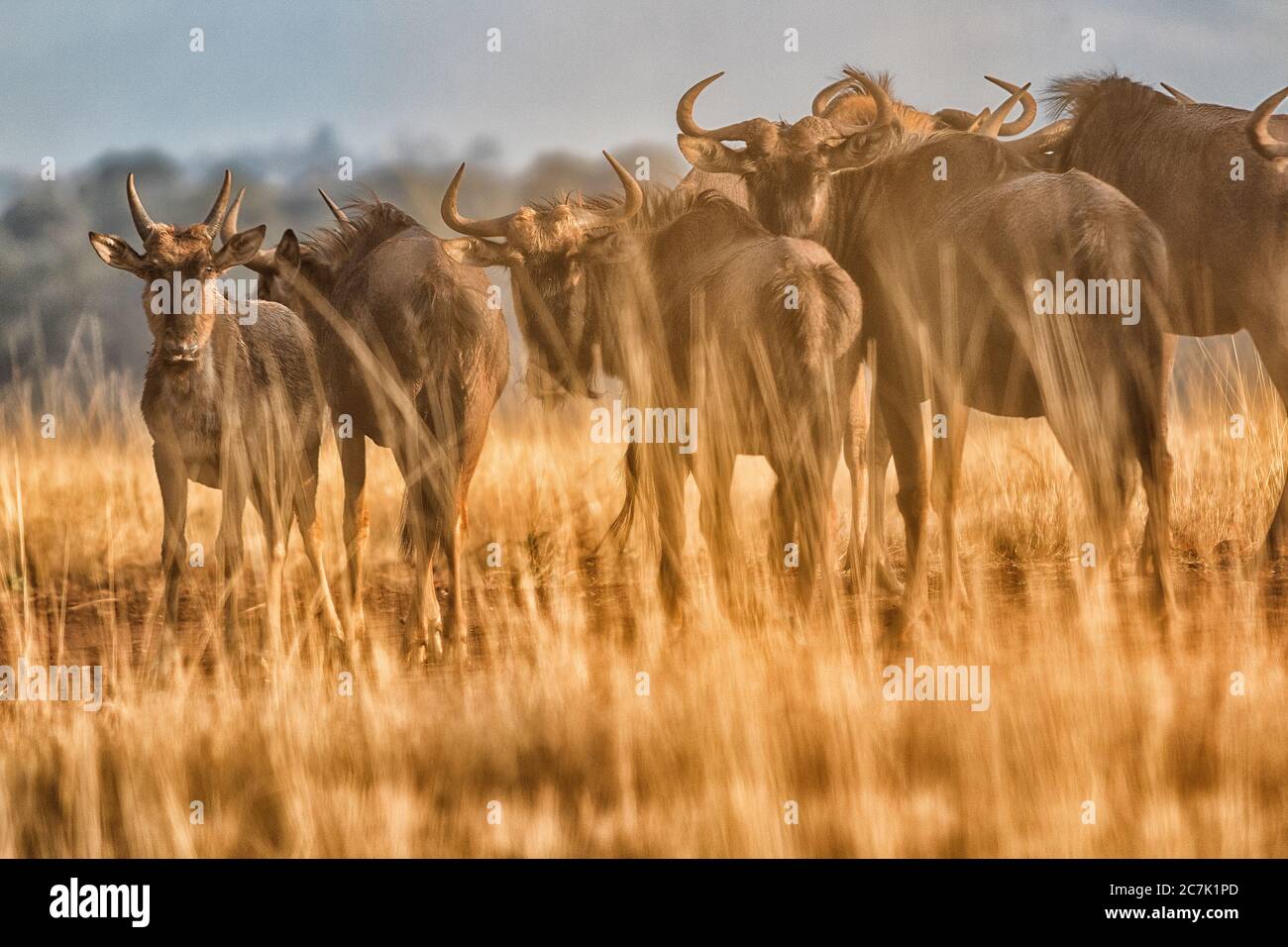 Mlilwane, Swasiland, Afrika - Mlilwane Wildlife Sanctuary, blue wildebeest (Connochaetes taurinus), Stockfoto