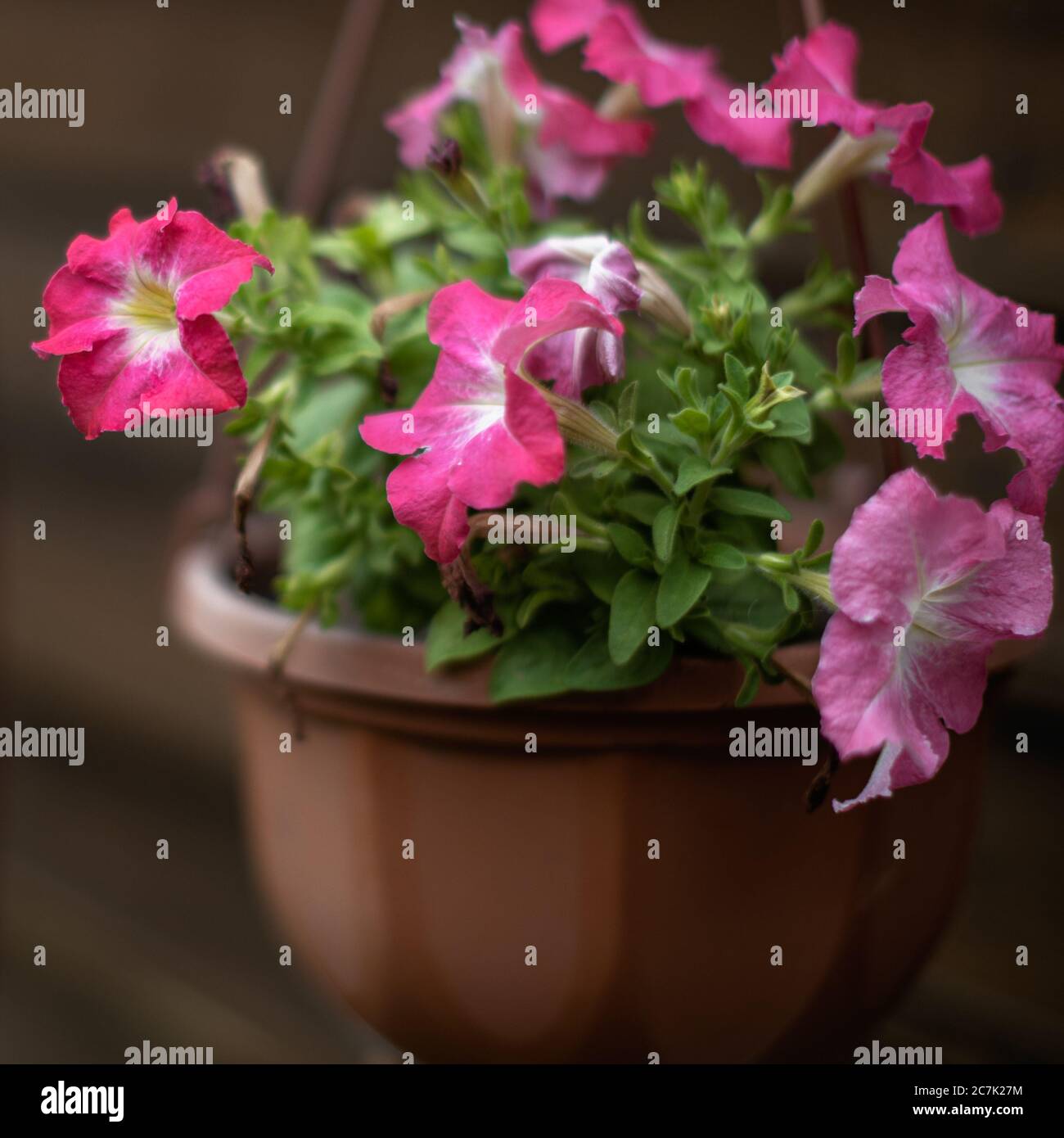 Rosa Petunia blüht in einem Blumentopf, der an der Wand hängt Stockfoto