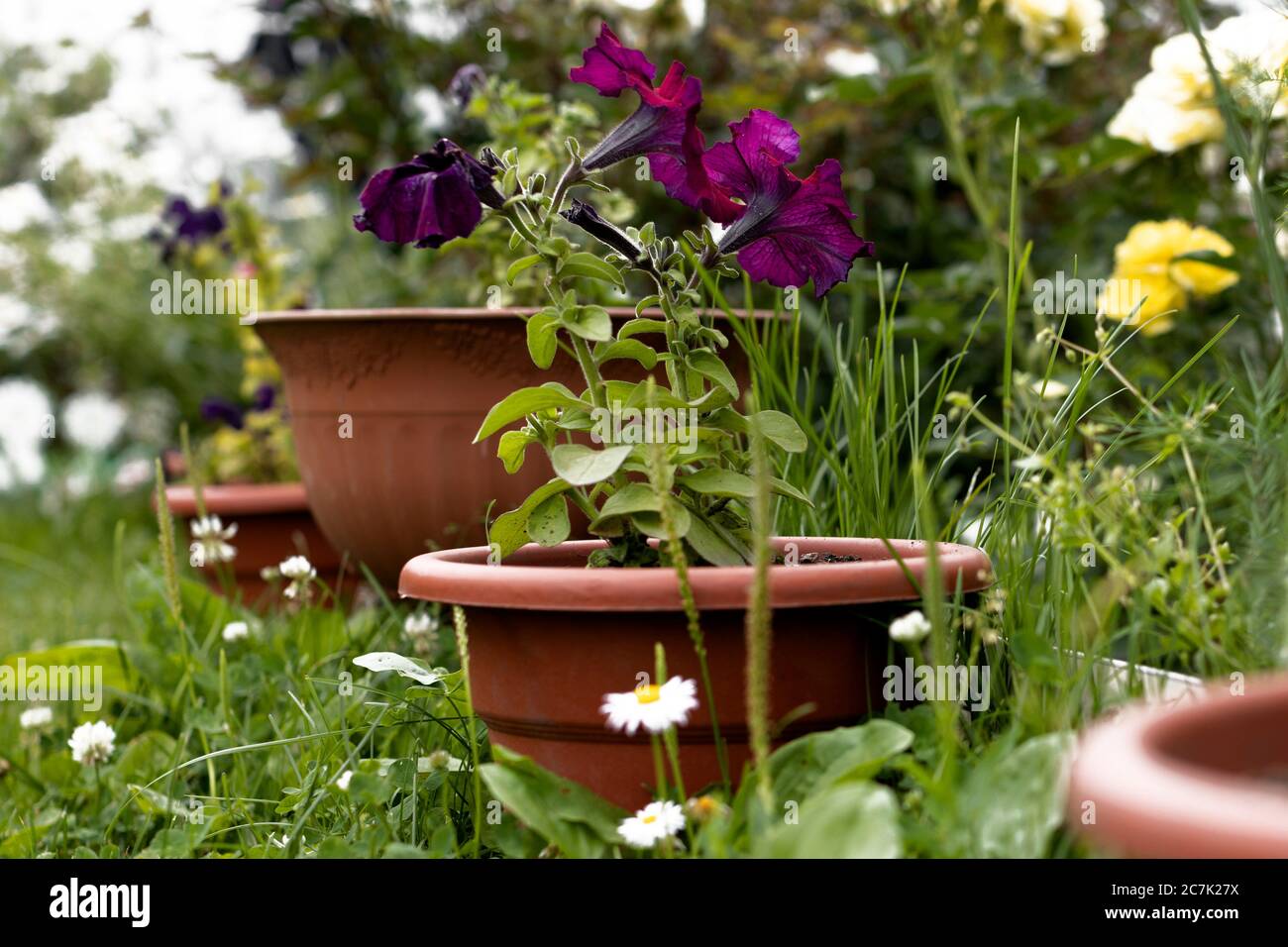 Eine Reihe von Blumentöpfen mit blühenden Petunien, auf dem Boden im Garten, in der Nähe des Hauses Stockfoto