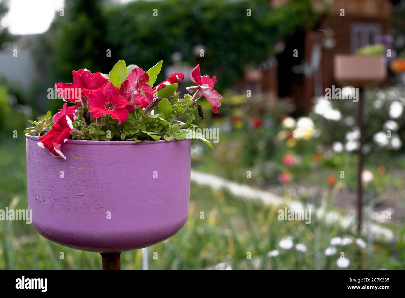 Hoher Blumentopf mit blühenden Petunien vor der Kulisse eines ländlichen Hauses Stockfoto