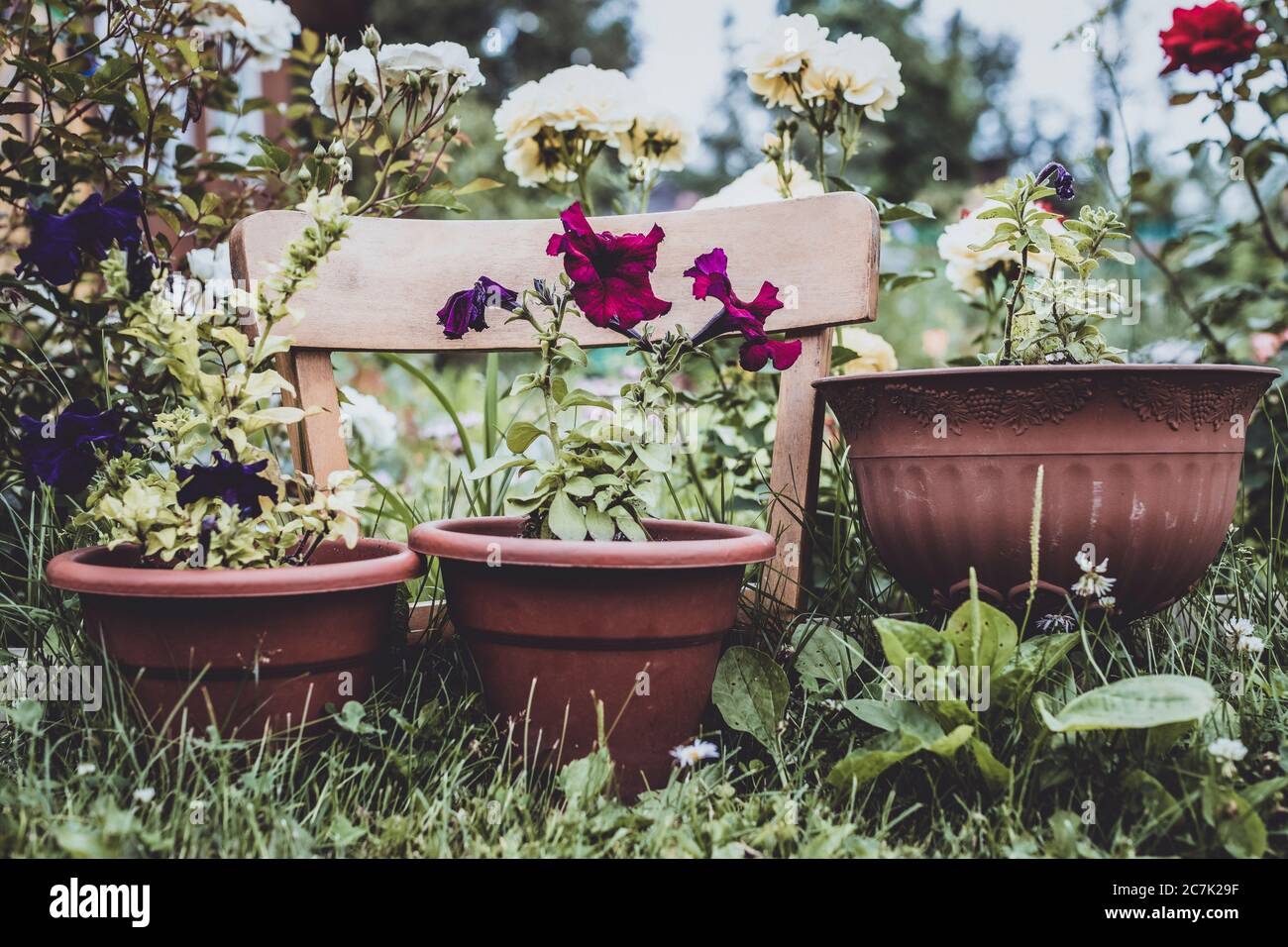 Eine Reihe von Blumentöpfen mit blühenden Petunien, auf dem Boden im Garten, in der Nähe des Hauses Stockfoto
