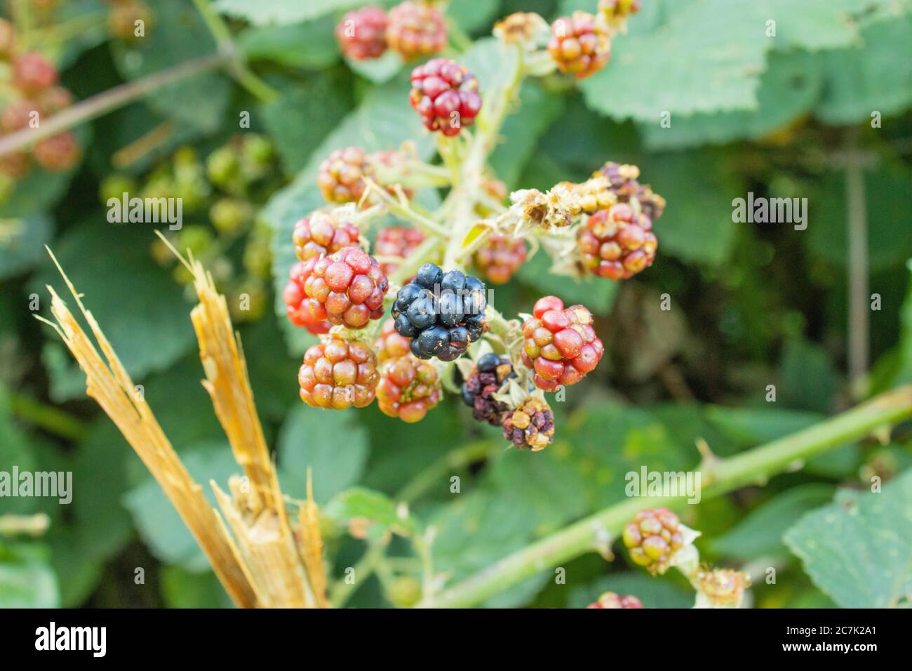 Waldfrucht Brombeeren im Wald gefunden Stockfoto