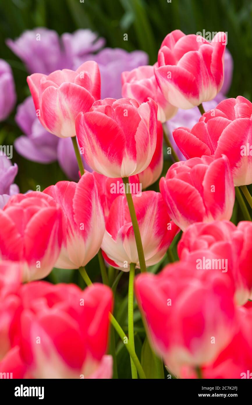 Tulpen Stockfoto