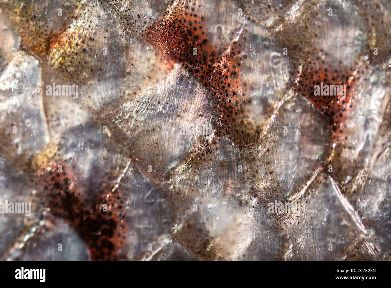 Extreme Makroaufnahme eines tasmanischen Lachsfilets. Fischschuppen. Stockfoto
