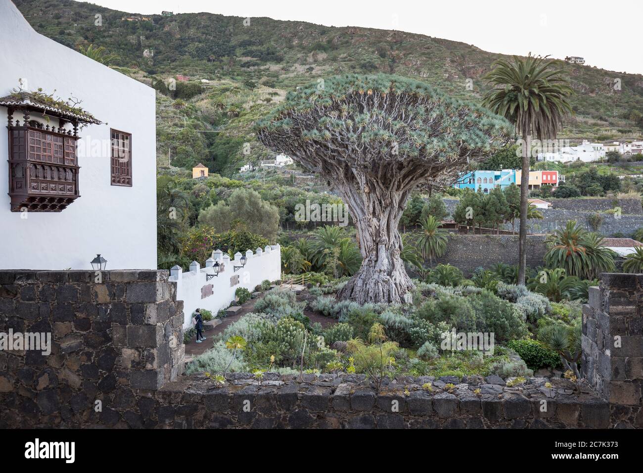 Der Drago Milenario ein kanarischer Drachenbaum (Dracaena draco), Icod de los Vinos, Teneriffa, Kanarische Inseln, Spanien Stockfoto