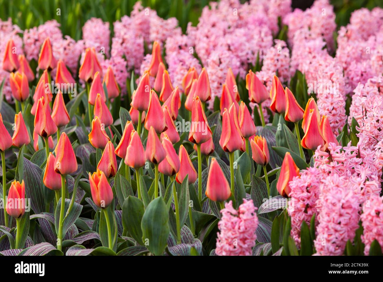 Gartenblumen, Tulpen, Hyazinthen Stockfoto