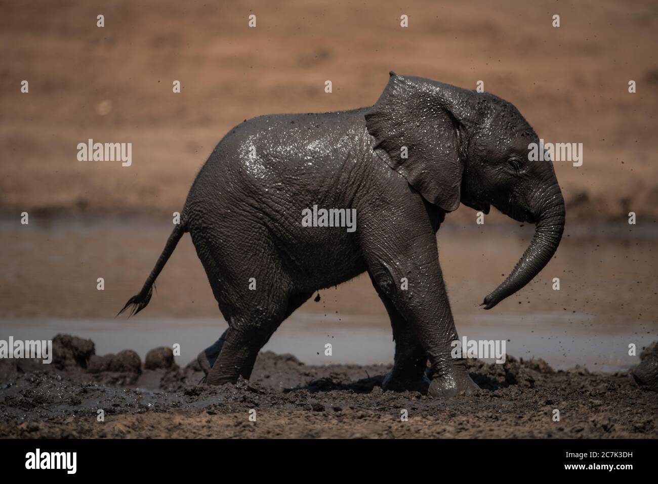 Glucklicher Babyelefant Stockfotos Und Bilder Kaufen Alamy