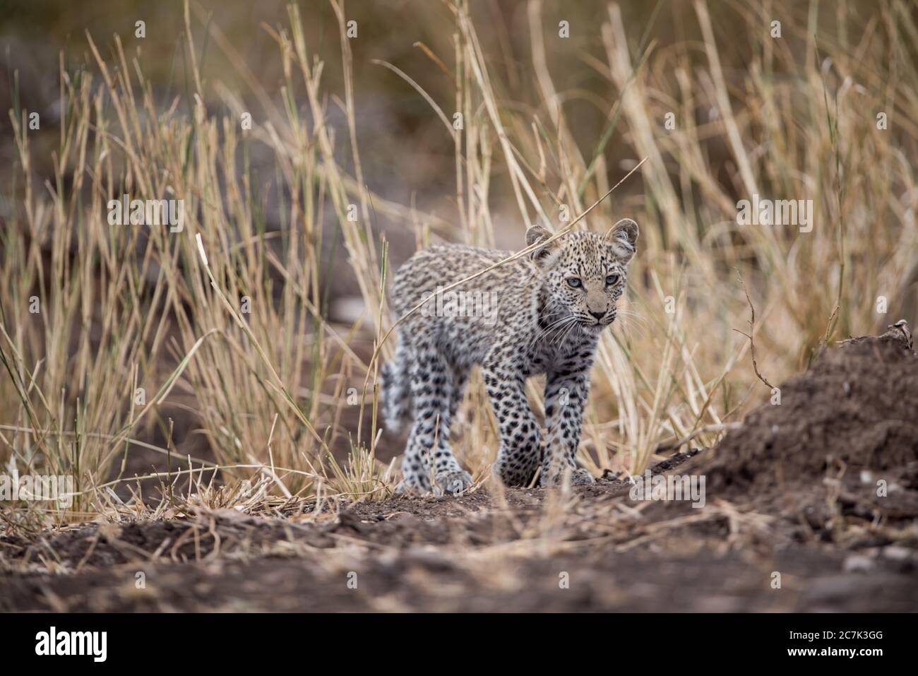 Wild aussehende afrikanische Baby Leopard mit einem verschwommenen Hintergrund Stockfoto