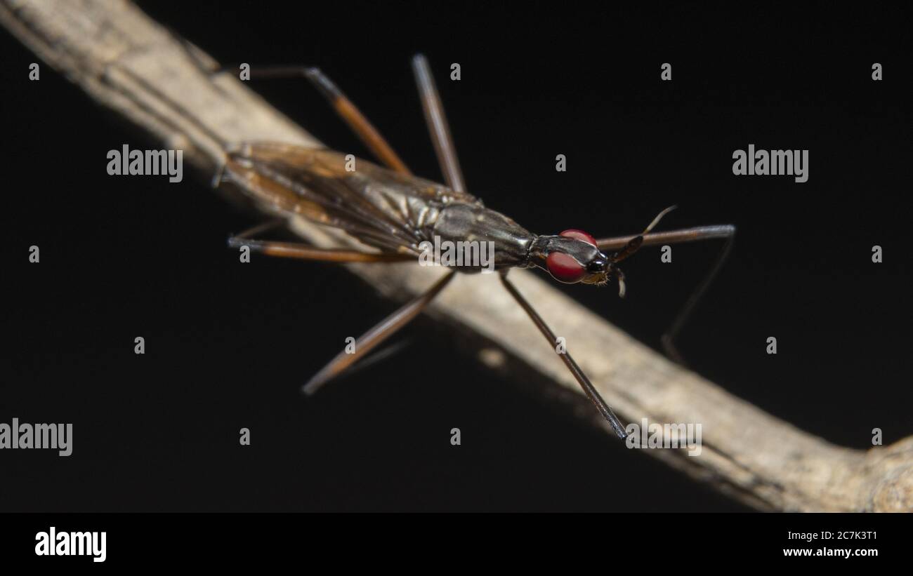 Kaktus fliegt (Neriidae) auf einem Ast Stockfoto