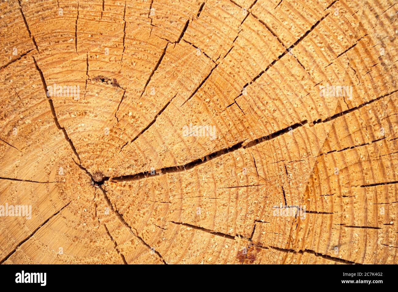 Schnitt eines Kiefernholzschlocks unregelmäßige Form mit Textur, Ring, Risse. Braun, Foto vorne Stockfoto