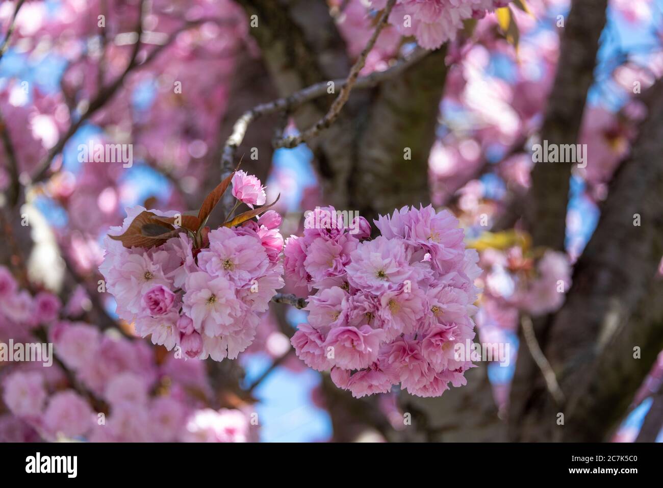 Japanische Kirsche, Blütenblätter Stockfoto