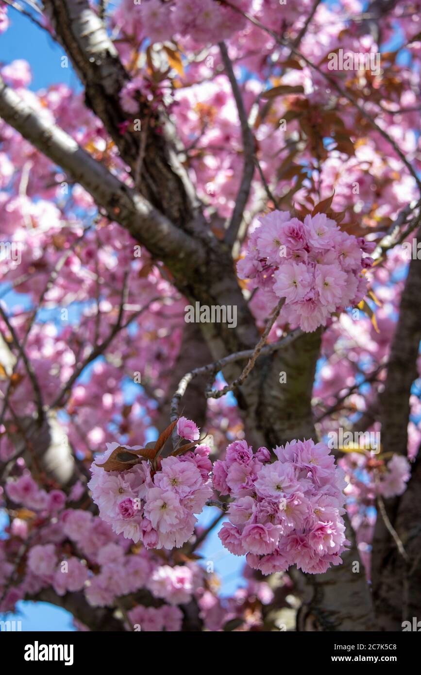 Japanische Kirsche, Blütenblätter Stockfoto