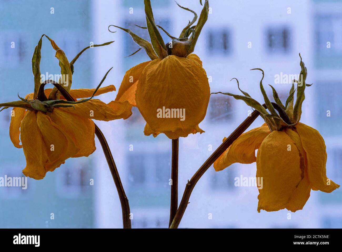 Getrocknete gelbe Rosen am Fenster, inmitten der Stadtlandschaft Stockfoto