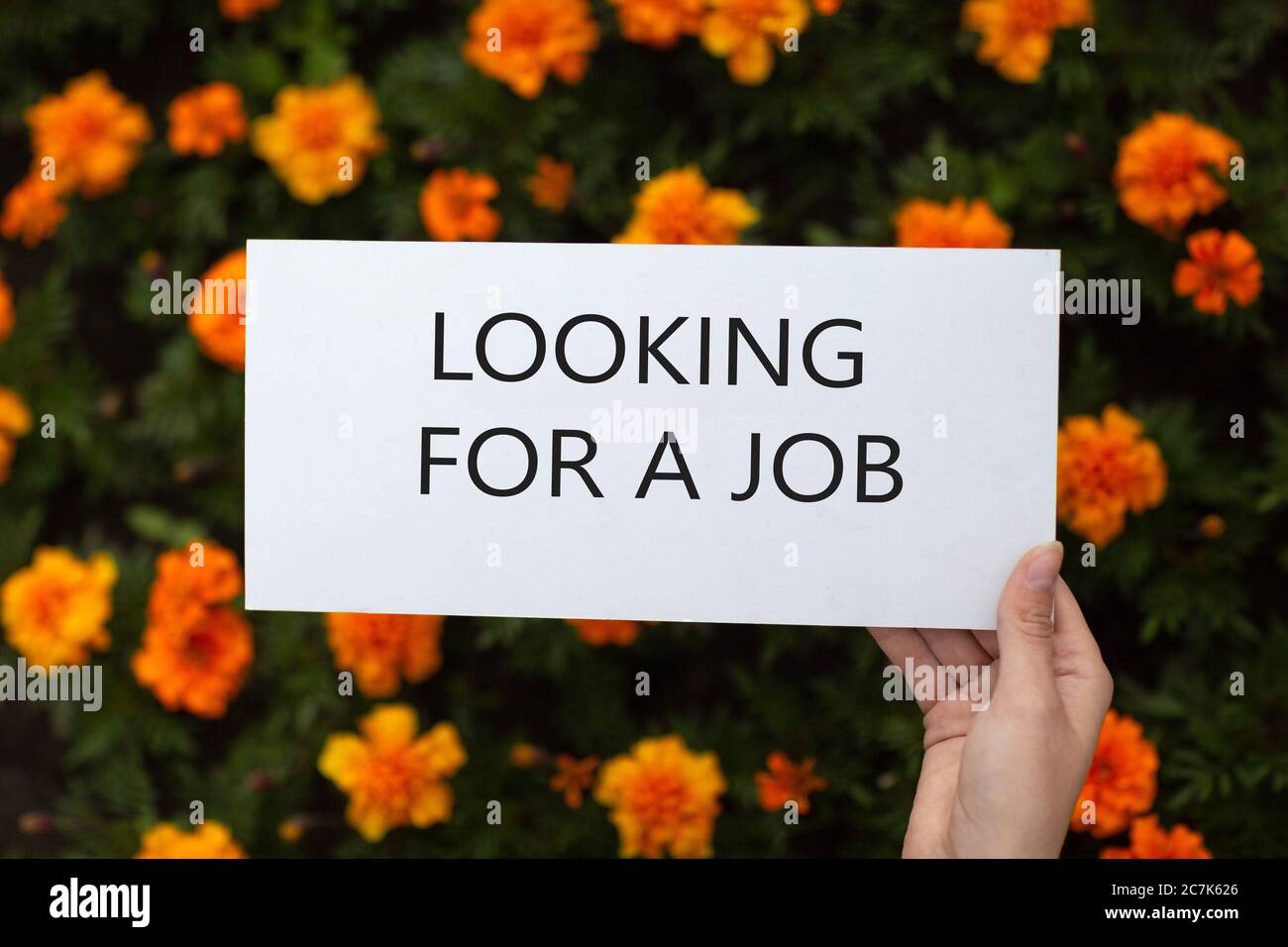 Weißes Papierposter in der Hand auf Blumenbett. Leere Schablone Blatt mit Inschrift auf der Suche nach einem Job in Blumen. Stockfoto