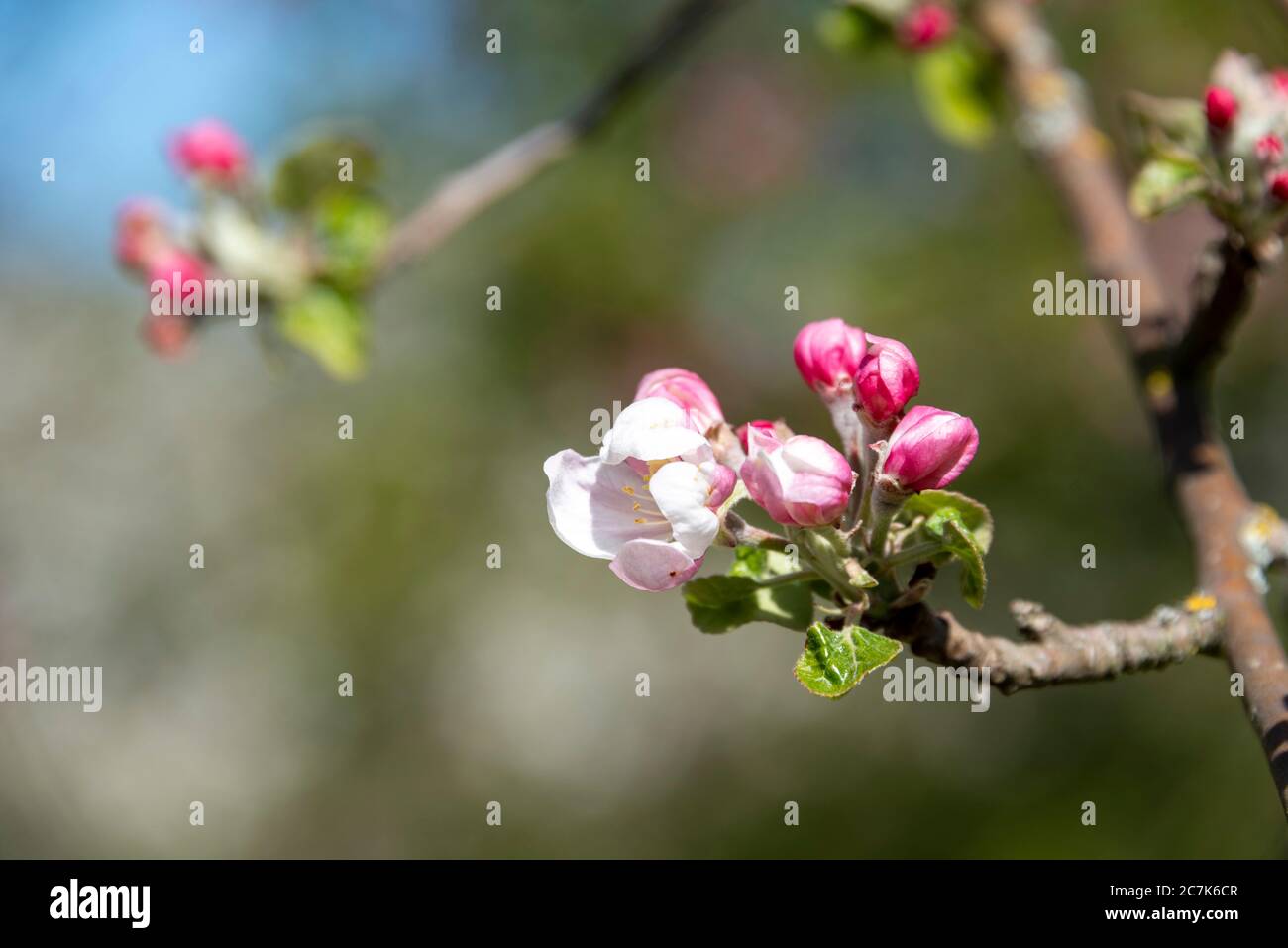 Blühende Obstbäume im Frühjahr Stockfoto