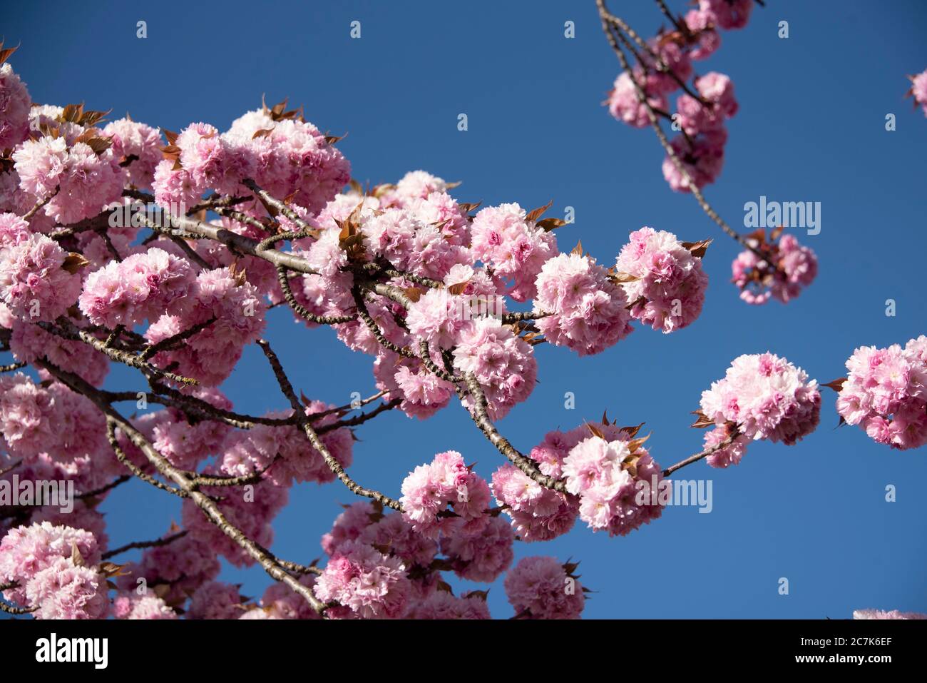 Kirschblüten, japanische Kirschbäume Stockfoto