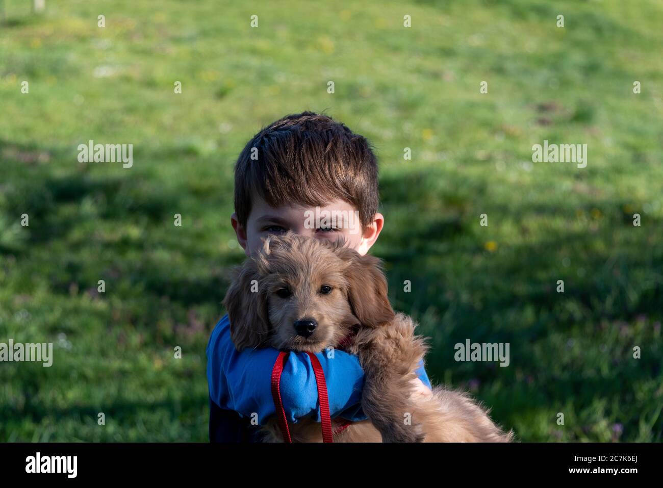 Junge hält einen Welpen in den Armen, ein Mini-Goldendoodle Stockfoto