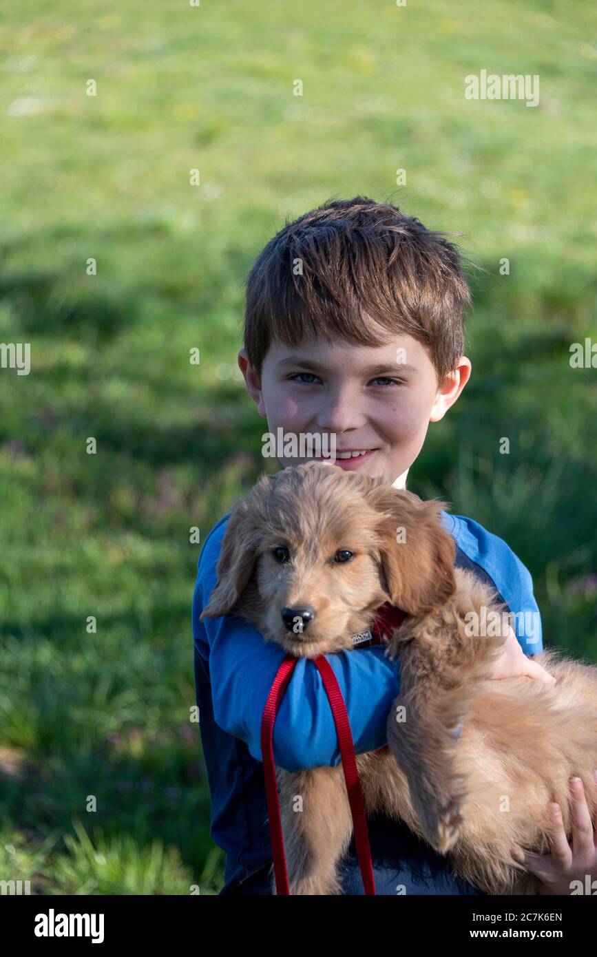 Junge hält einen Welpen in den Armen, ein Mini-Goldendoodle Stockfoto