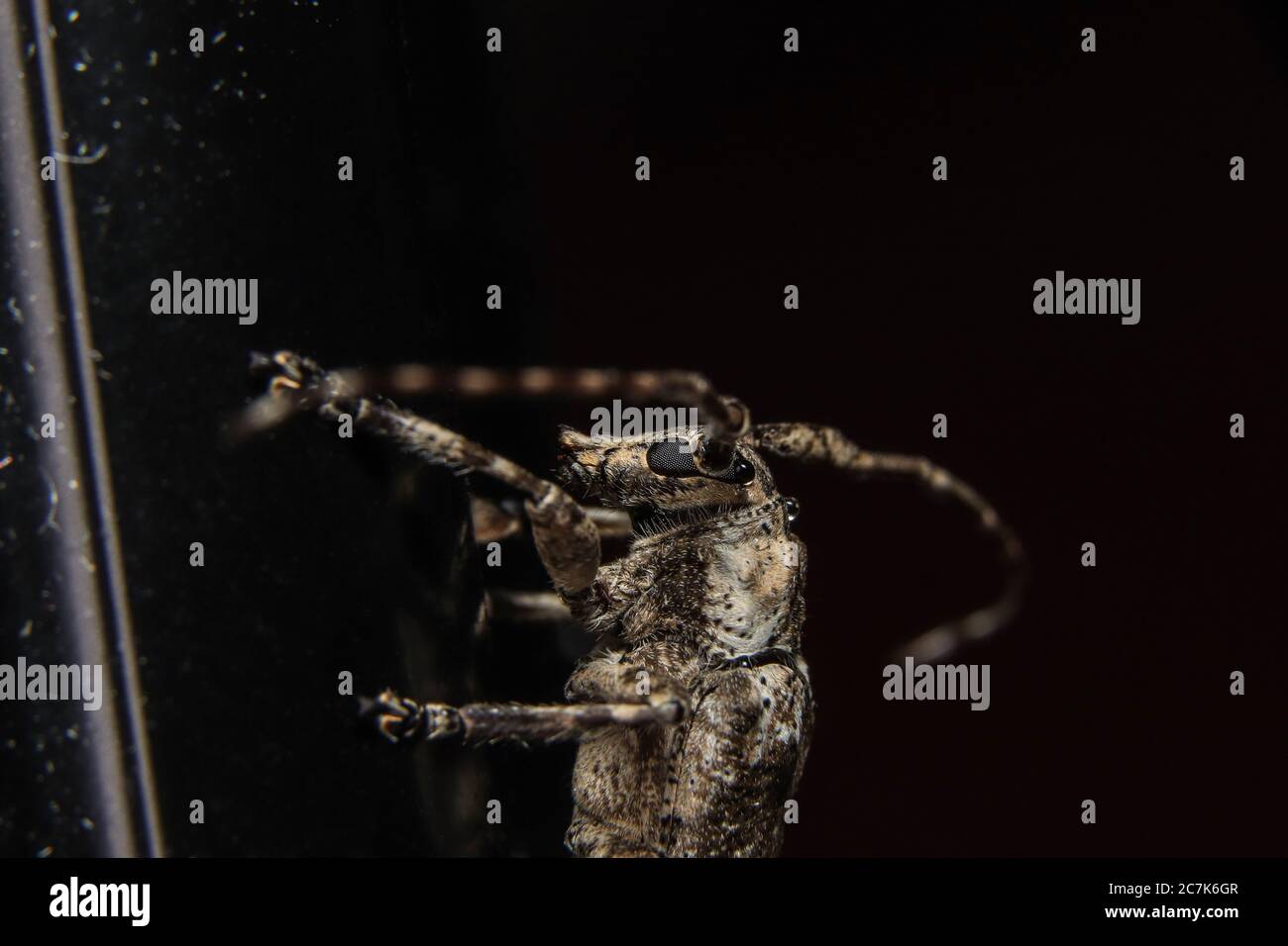 Gefleckte Kiefer Sawyer (Monochamus Scutellatus Scutellatus) Nahaufnahme Stockfoto