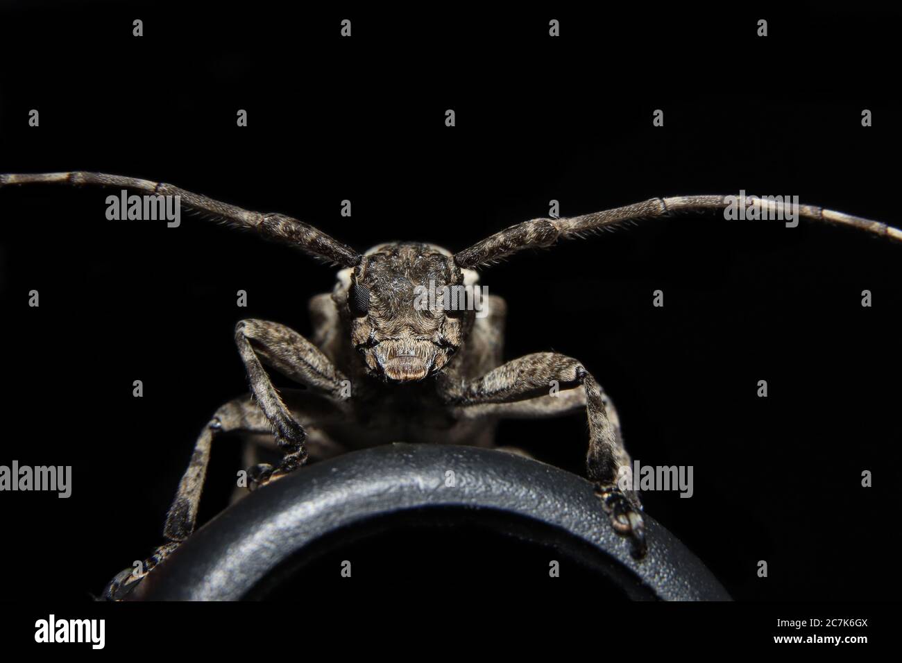 Gefleckte Kiefer Sawyer (Monochamus Scutellatus Scutellatus) Nahaufnahme Stockfoto