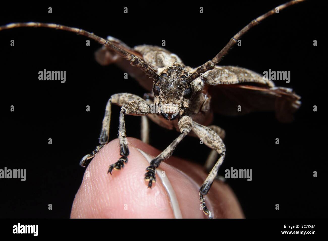 Gefleckte Kiefer Sawyer (Monochamus Scutellatus Scutellatus) Nahaufnahme Stockfoto