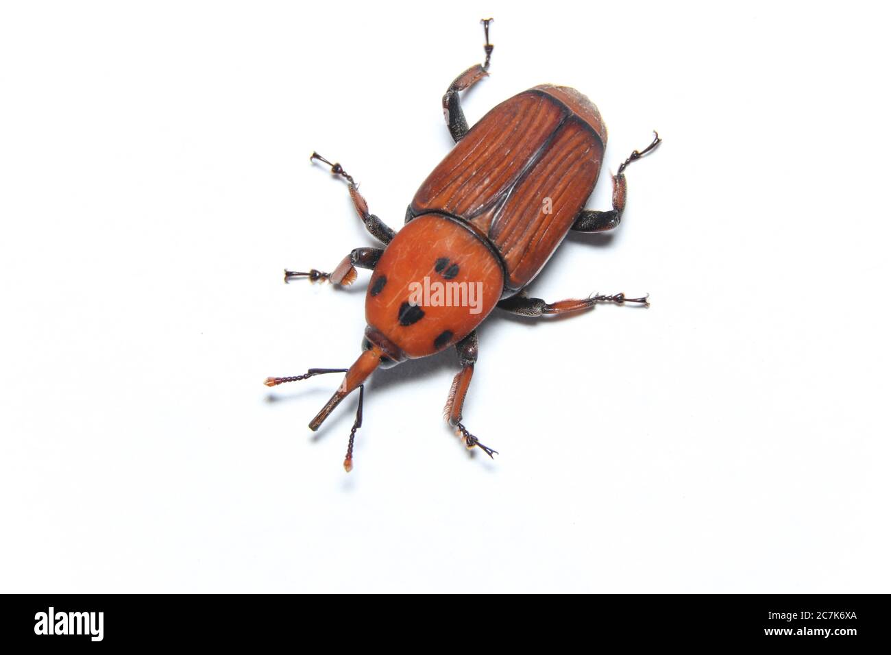 Palm Weevil (Rhynchophourus ferruigineus) Stock Foto Stockfoto