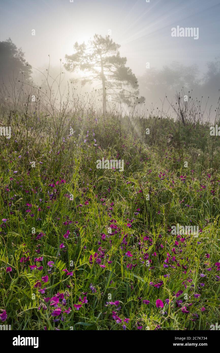 Einsamer Baum an einem nebligen Morgen, die Strahlen des Lichts durchschneiden den Nebel, Valdarno, Arezzo, Toskana, Italien Stockfoto