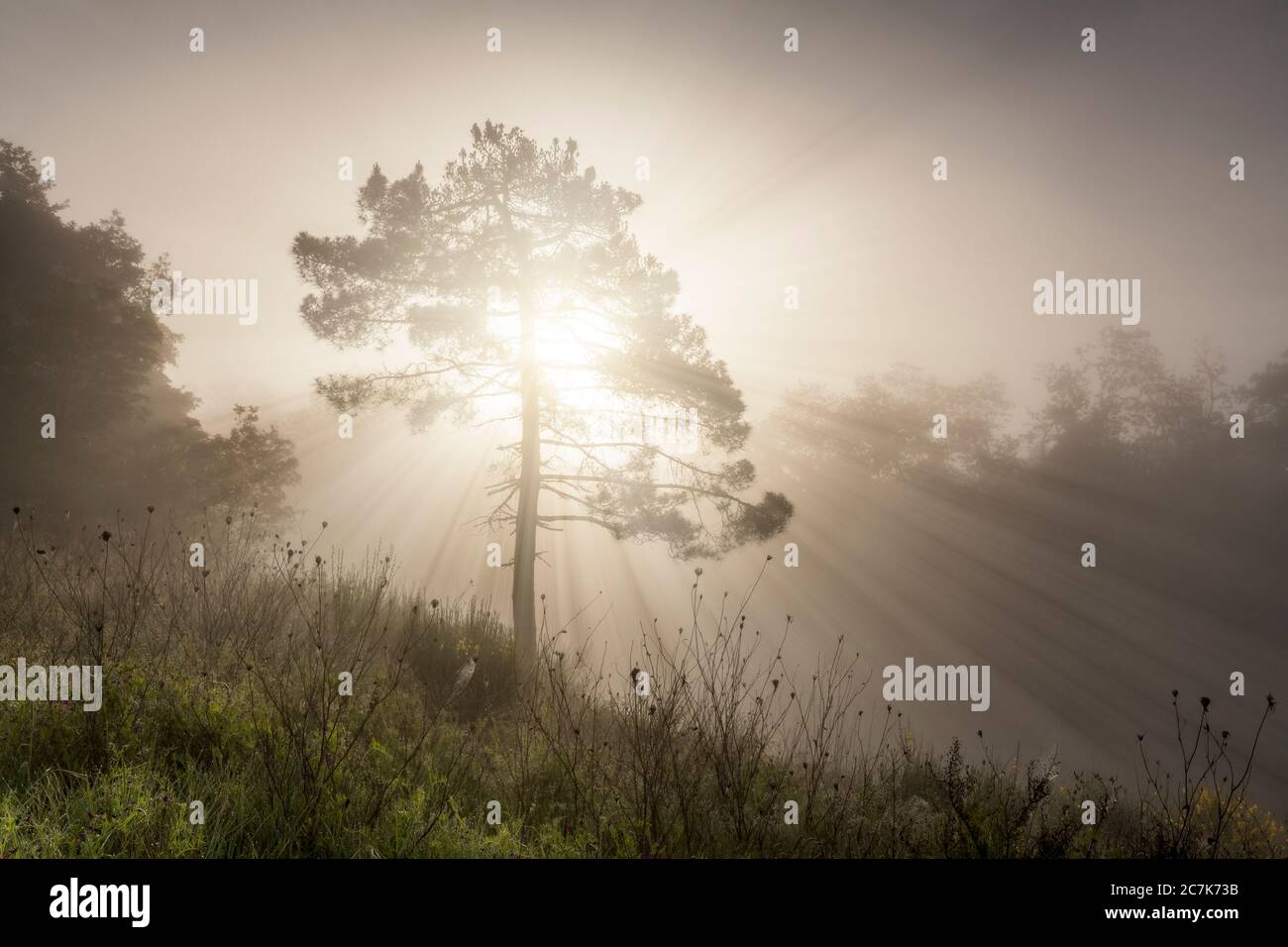 Einsamer Baum an einem nebligen Morgen, die Strahlen des Lichts durchschneiden den Nebel, Valdarno, Arezzo, Toskana, Italien Stockfoto