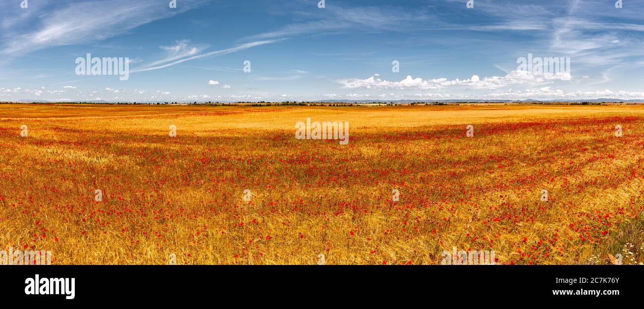 Getreidefelder in der Wüste Bardenas Reales, Navarra, Spanien Stockfoto