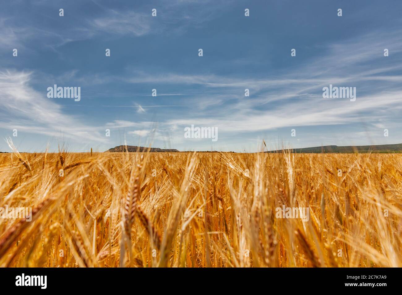 Getreidefelder in der Wüste Bardenas Reales, Navarra, Spanien Stockfoto