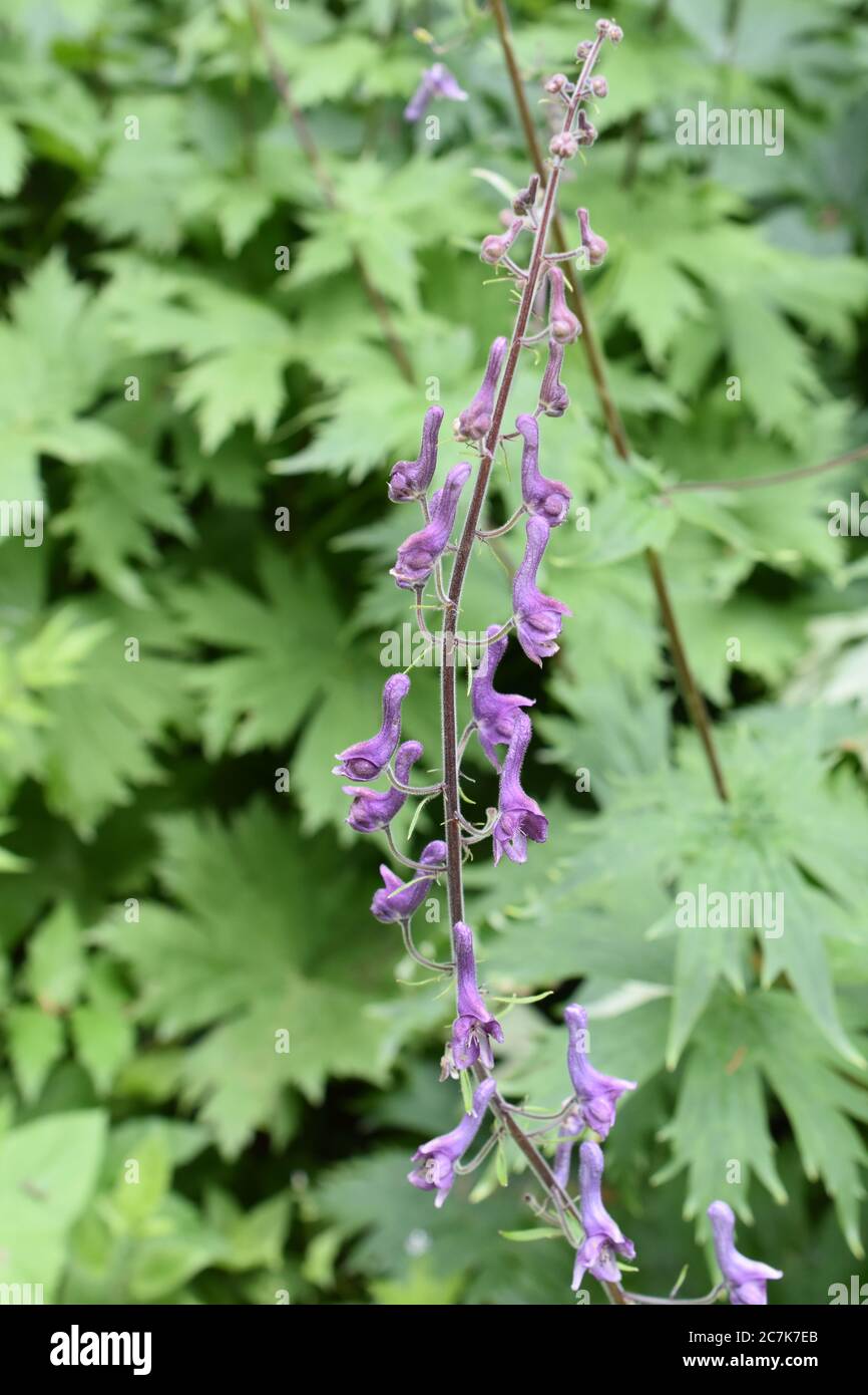 Lila Blten der hoch giftige Pflanze Aconitum lycoctonum nrdlichen  wolfsbane Stockfotografie - Alamy