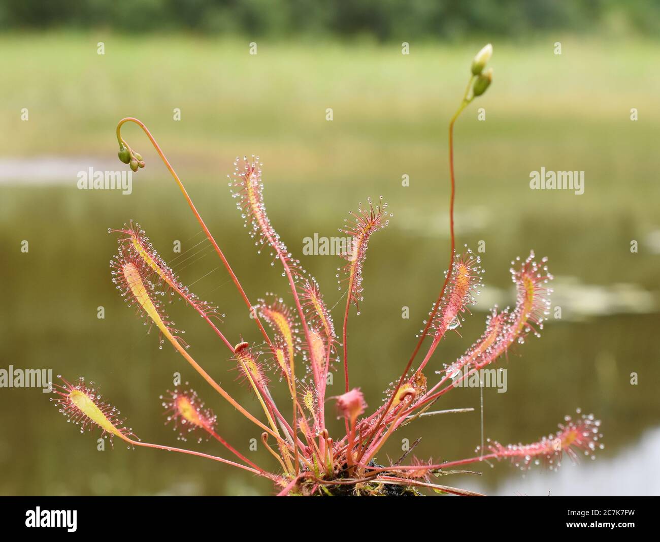 Die klebrigen Blätter einer Drosera anglica-Großsundawpflanze Stockfoto