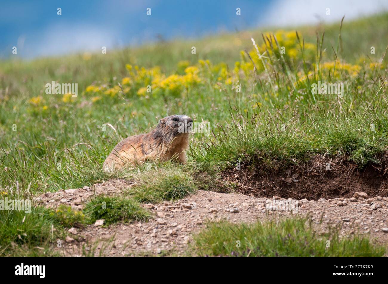 alpine Murmeltier, marmota marmota, auf seinem Bau, Coll de Pal, Bagà, Katalonien, Spanien Stockfoto