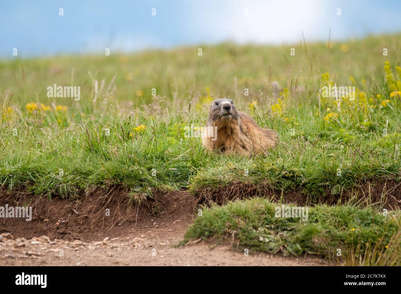 alpine Murmeltier, marmota marmota, auf seinem Bau, Coll de Pal, Bagà, Katalonien, Spanien Stockfoto