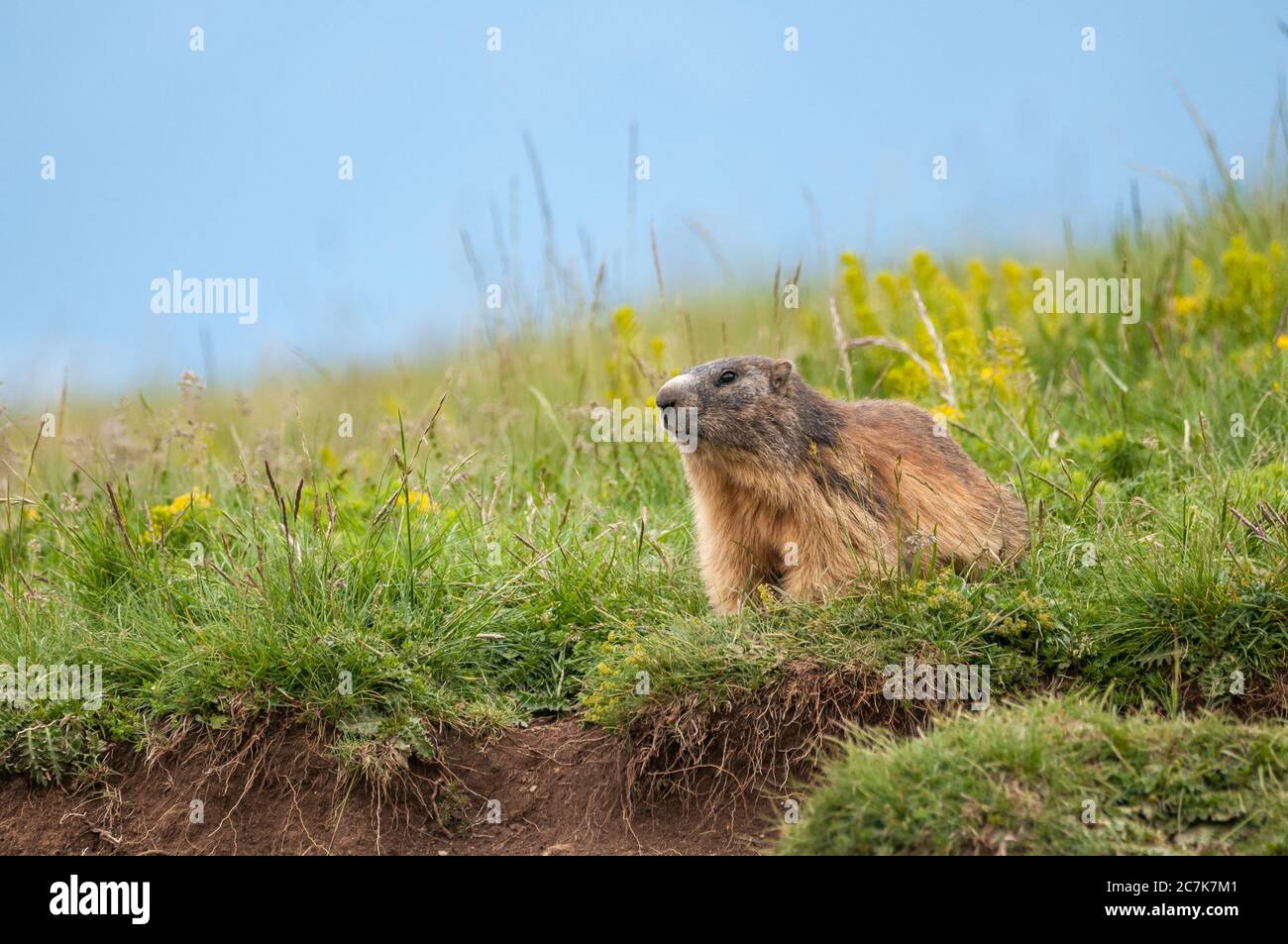 alpine Murmeltier, marmota marmota, auf seinem Bau, Coll de Pal, Bagà, Katalonien, Spanien Stockfoto