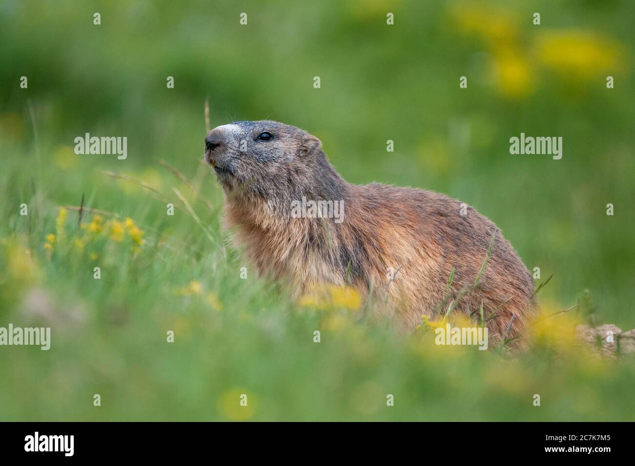 alpine Murmeltier, marmota marmota, Coll de Pal, Bagà, Katalonien, Spanien Stockfoto