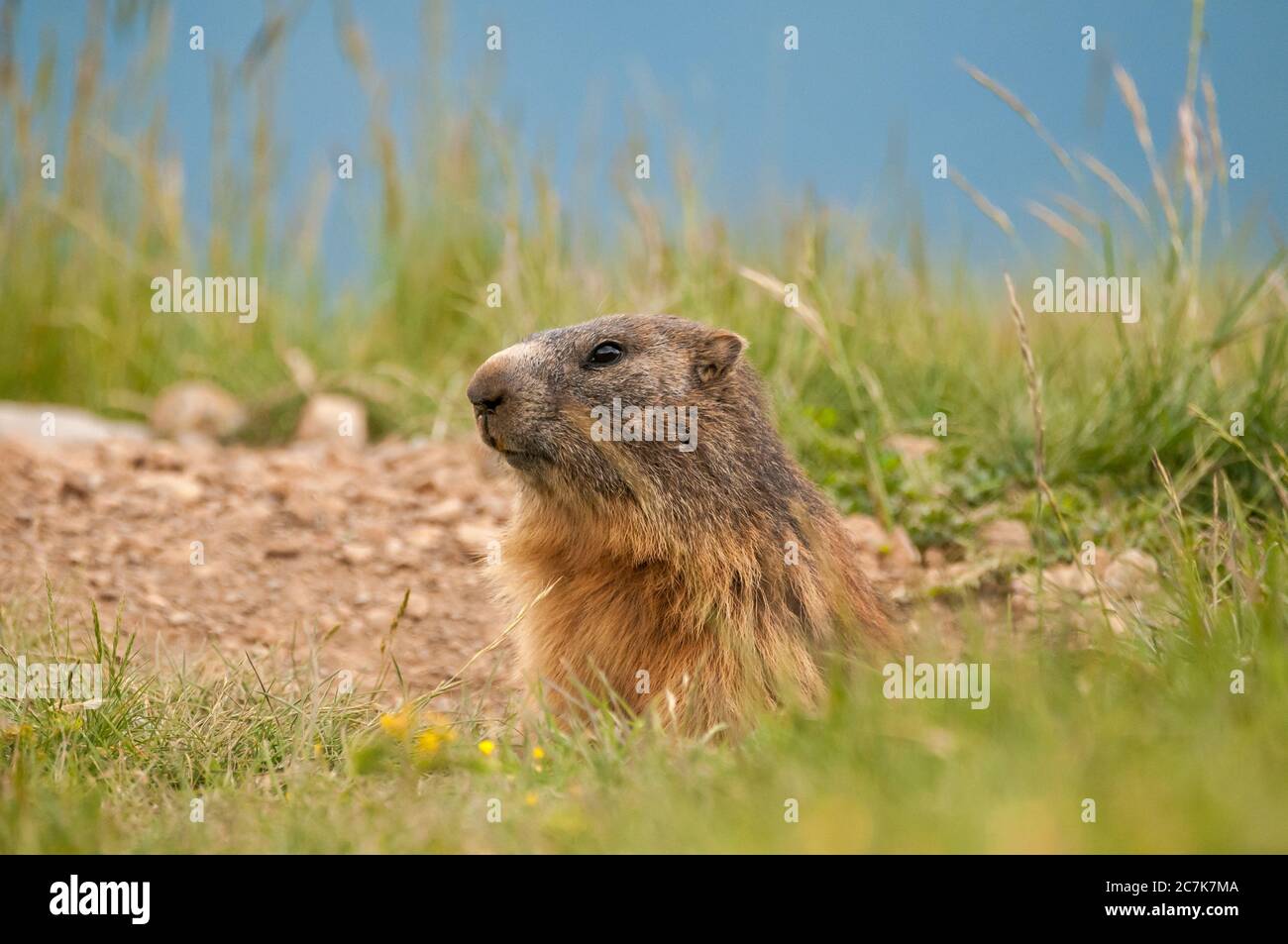 alpine Murmeltier, marmota marmota, auf seinem Bau, Coll de Pal, Bagà, Katalonien, Spanien Stockfoto