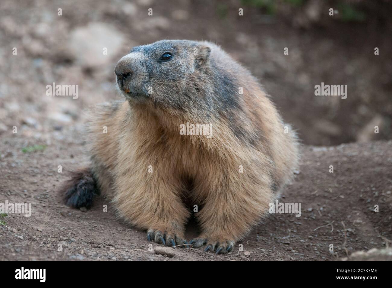 alpine Murmeltier, marmota marmota, auf seinem Bau, Coll de Pal, Bagà, Katalonien, Spanien Stockfoto