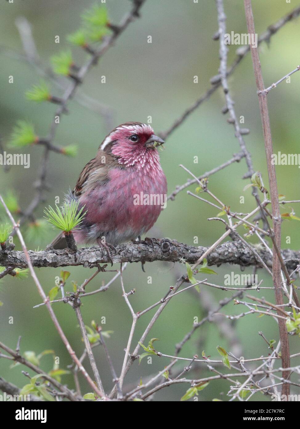 Chinesischer Weißbrauen-Rosefink (Carpodacus thura), erwachsener Mann, Vorderansicht, Wanglang National Nature Reserve, Sichuan, China Mai 2019 Stockfoto