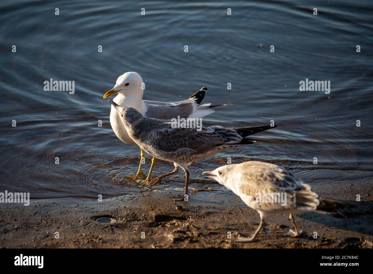 Jungtiere Larus canus oder gemeine Möwe oder Mowmöwe oder Seemau Bettelfutter von Elternvogel Stockfoto